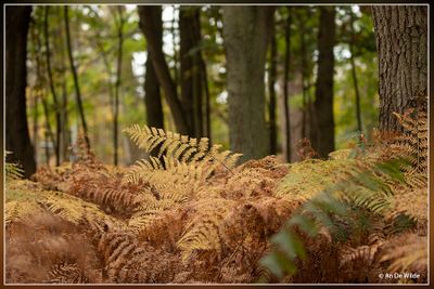 _MG_1435.jpg