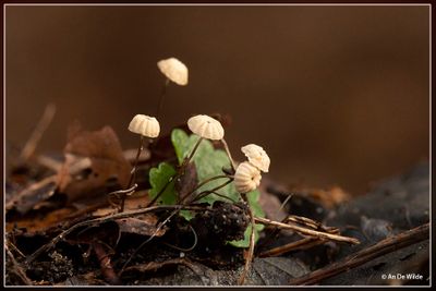 _MG_1458.jpg