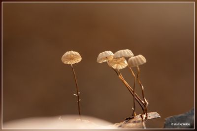 _MG_1475.jpg