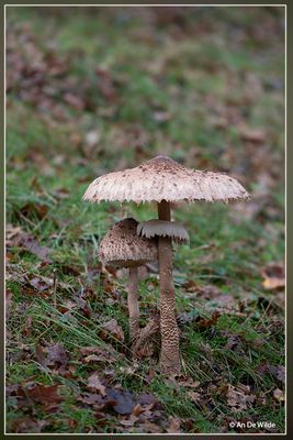 _MG_1483.jpg