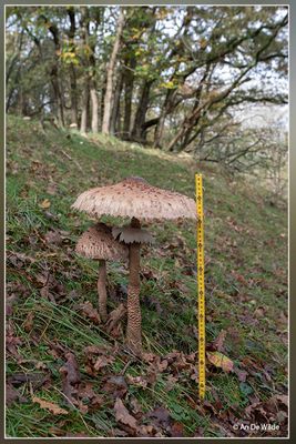 _MG_1500.jpg