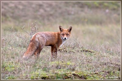 _MG_2106.jpg
