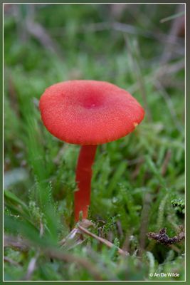 _MG_4208.jpg