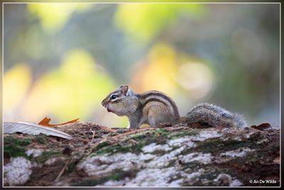 _MG_0708kopie.jpg
