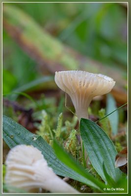 _MG_5076.jpg