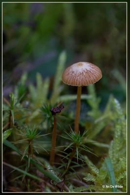 _MG_5129.jpg
