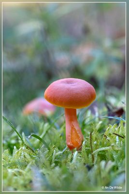 _MG_5652.jpg