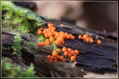 _MG_5804.jpg