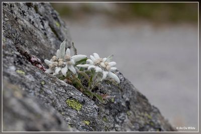 _MG_1145.jpg