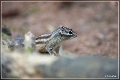_MG_6058.jpg