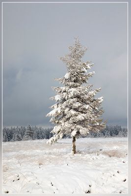 _MG_6727.jpg
