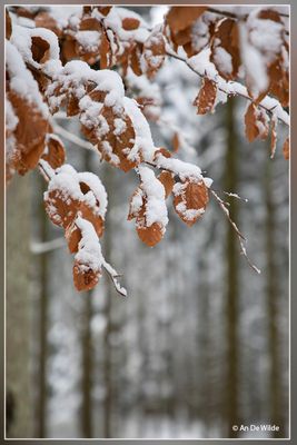 _MG_6822.jpg