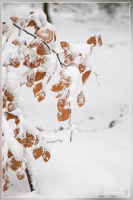 _MG_6876.jpg
