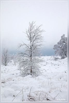 _MG_6925.jpg