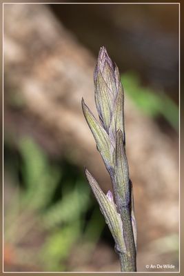 _MG_6182.jpg