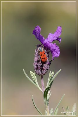_MG_9530.jpg