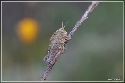 _MG_9928-9930kopie.jpg