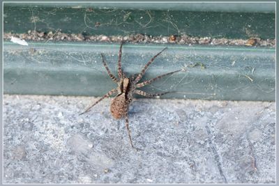Spinnen (spiders)