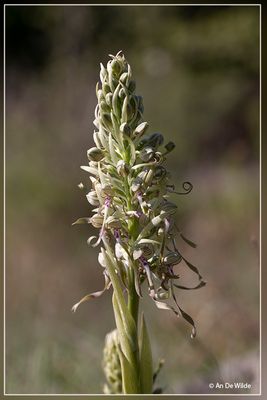 _MG_5900.jpg