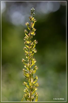 Aubrieves (FR)