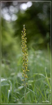 Aubrieves (FR)
