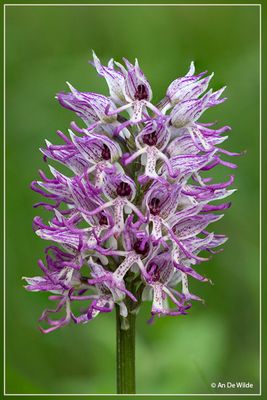 Aubrieves (FR)