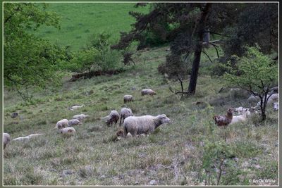 Viroin : Fondry des Chiens