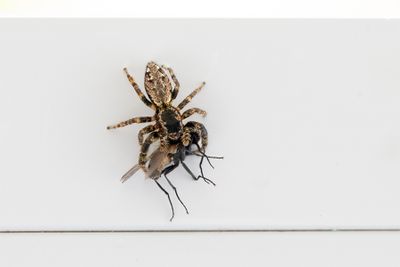 Spinnen (spiders)