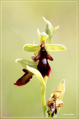 Vliegenorchis Ophrys insectifera