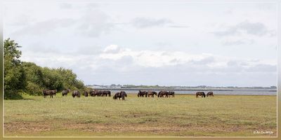 Veermansplaat (NL)