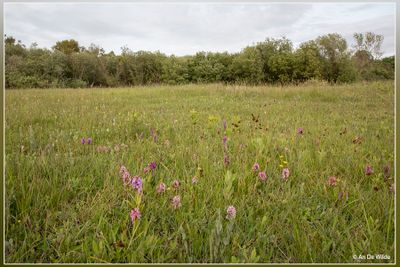 Rotterdams havengebied - Parnassiavlak