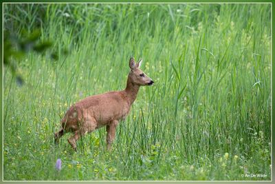 _MG_2603.jpg