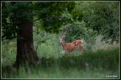 _MG_2628.jpg