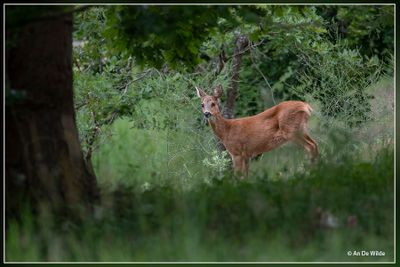 _MG_2629.jpg