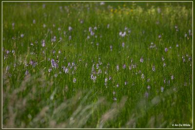 _MG_2995.jpg