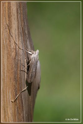 _MG_9073.jpg