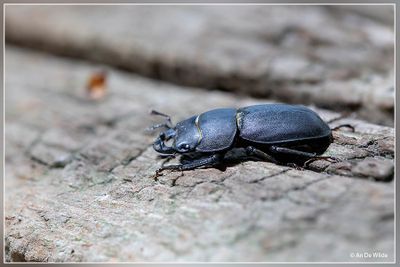 _MG_3705-3710kopie.jpg