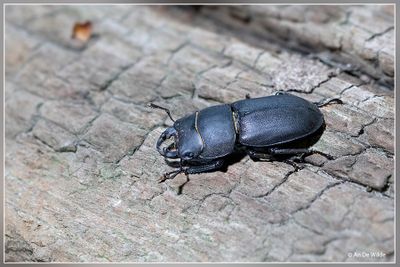 Kevers (bugs)