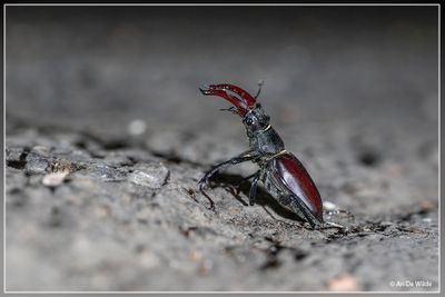 _MG_3928.jpg