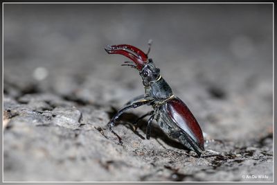 Jabeek (NL)