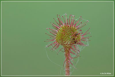 _MG_9465.jpg