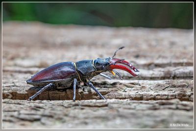 _MG_5442-2.jpg