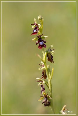 Vliegenorchis Ophrys insectifera