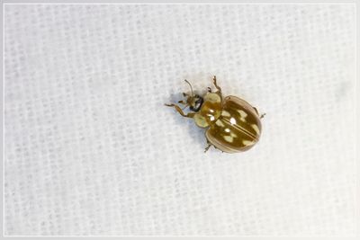 Kevers (bugs)