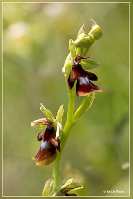 Vliegenorchis Ophrys insectifera
