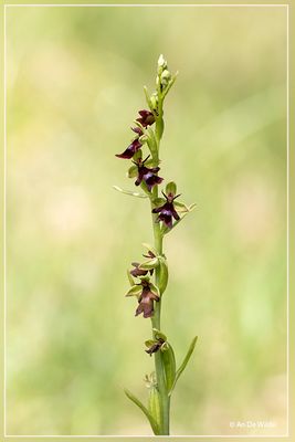 Vliegenorchis Ophrys insectifera
