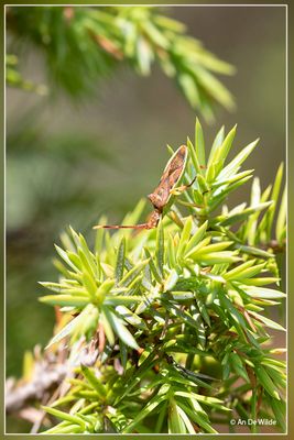 Jeneverbesrandwants - Gonocerus juniperi