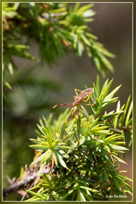 Jeneverbesrandwants - Gonocerus juniperi