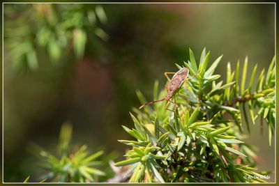 Jeneverbesrandwants - Gonocerus juniperi