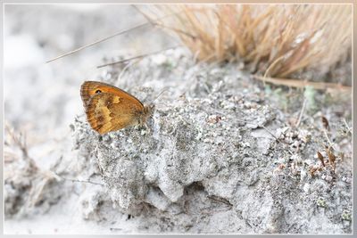 Brunssummerheide